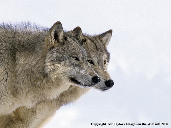 Gray Wolves in the winter