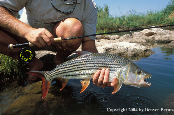 Flyfisherman with tigerfish. 