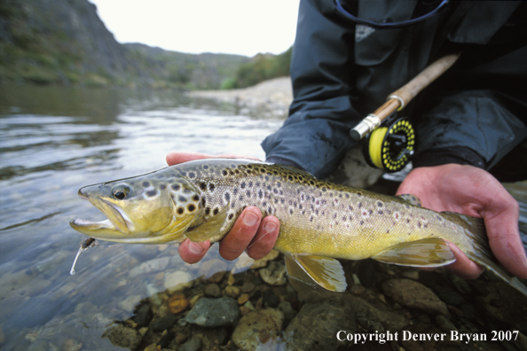 Brown Trout.