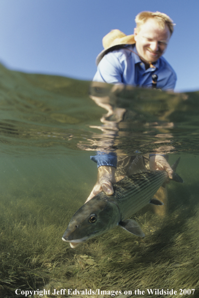 Bonefish underwater