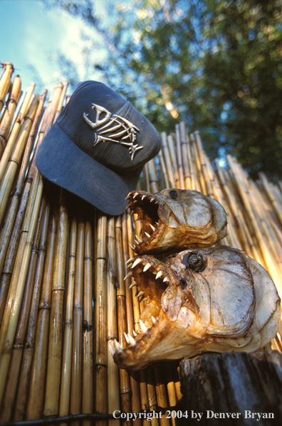 Dried tigerfish heads with cap. 