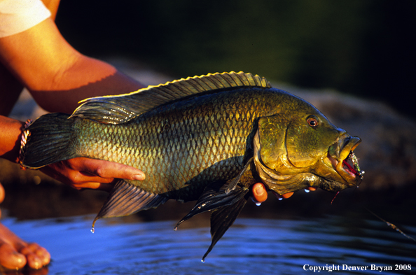 Flyfisherman with tigerfish catch