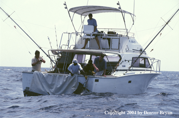 Fisherman and guides lifting marlin into boat.