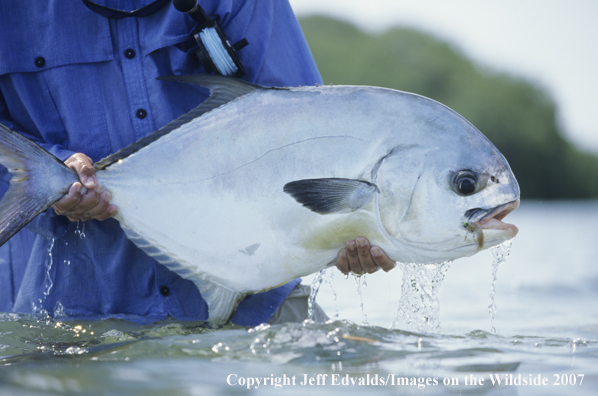 Nice Permit