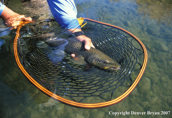 Brown trout being released.