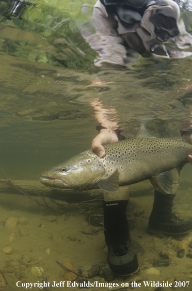 Brown Trout