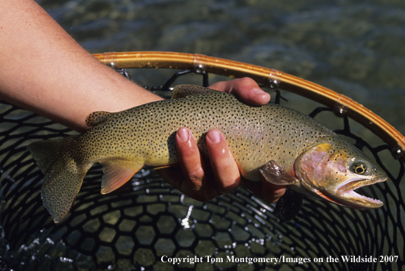 Cutthroat Trout