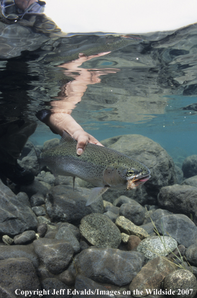 Rainbow Trout