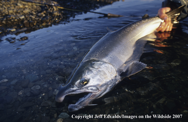 Silver Salmon