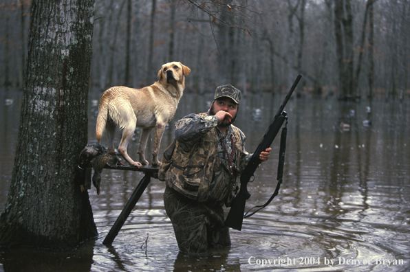 Waterfowl hunter calling birds with yellow Lab. 