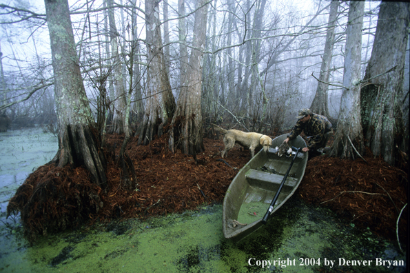 Waterfowl hunter and labrador retriever in bald cypress swamp.