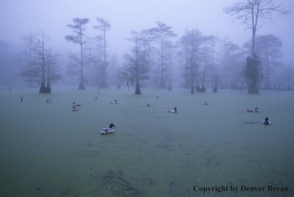 Duck decoys in duckweed in bald cypress swamp.