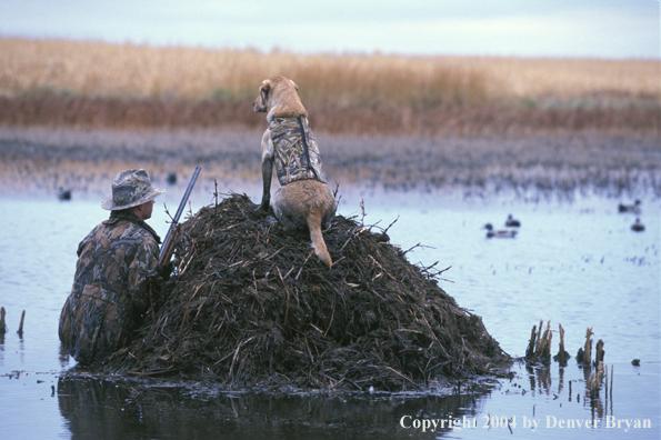 Waterfowl hunter with yellow Lab.