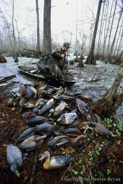 Waterfowl hunter in bald cypress swamp with decoys.