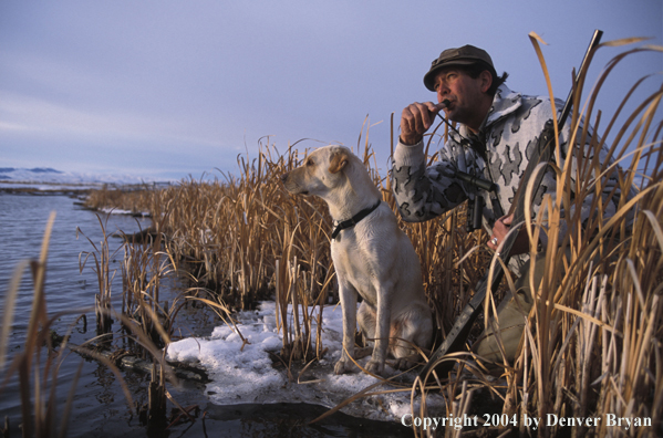 Waterfowl hunter with yellow Lab calling birds. 