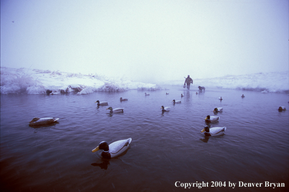 Waterfowl hunter with black Lab and fowl. 