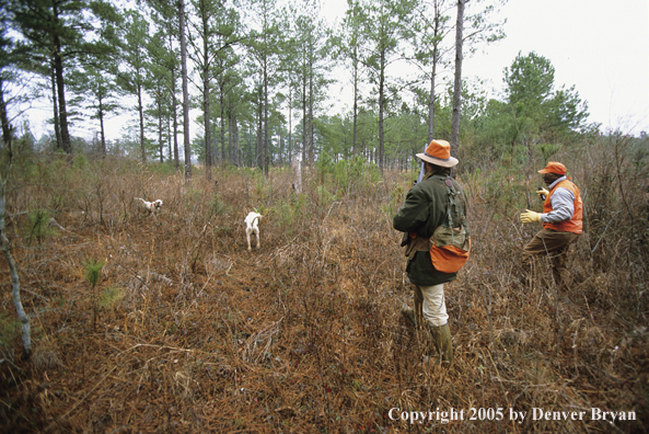 Upland bird hunters with dogs in field hunting for Bobwhite quail.