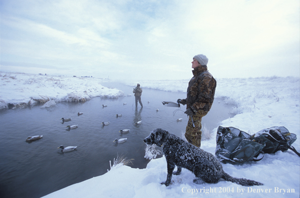 Waterfowl hunters with black Lab setting decoys.