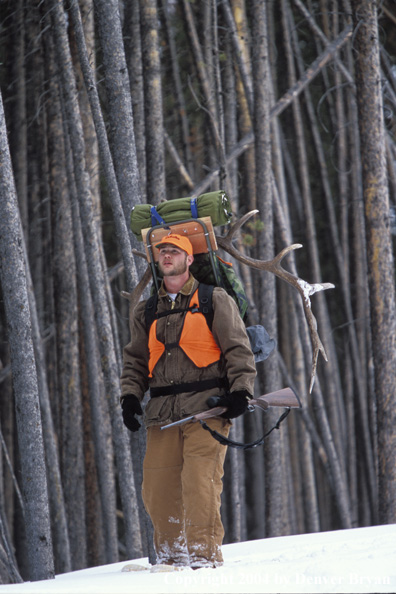 Big game hunter packing elk rack out on snowshoes.