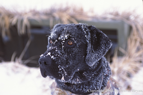 Black Labrador Retriever 