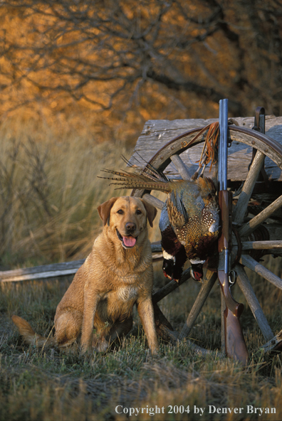 Yellow Labrador Retriever with pheasants