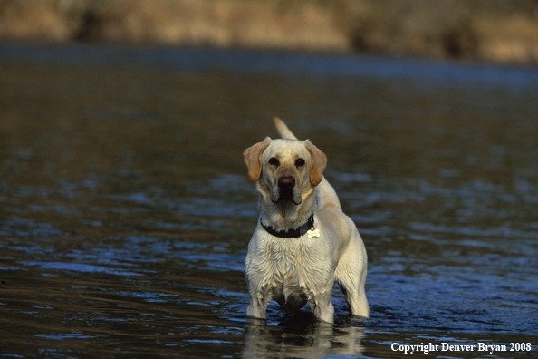 Yellow Labrador Retriever