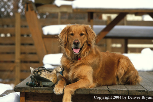 Golden Retriever with decoy.  