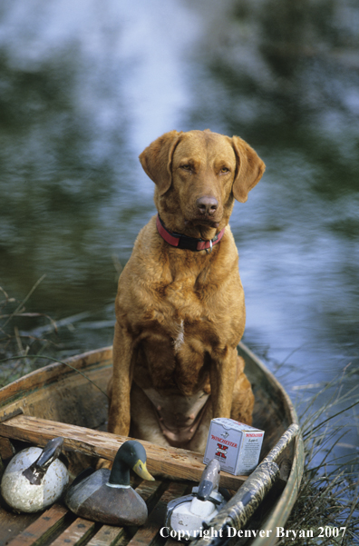 Chesapeake Bay Retriever in field