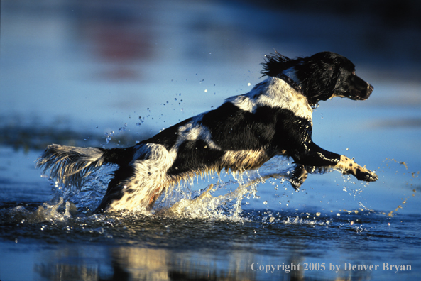 Springer spaniel running through water