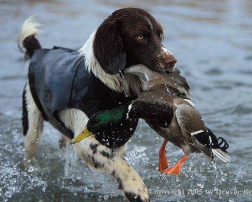 Springer spaniel retrieving downed duck.