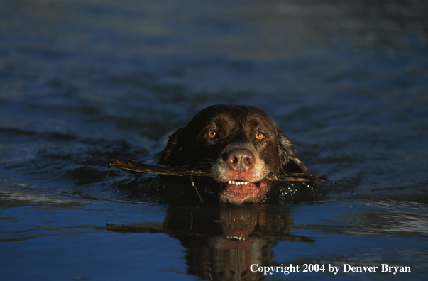 Chocolate Labrador Retriever swimming