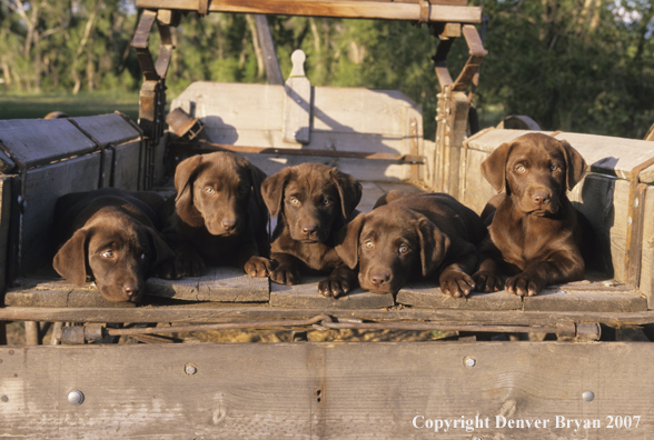 Chocolate Labrador Retriever puppies