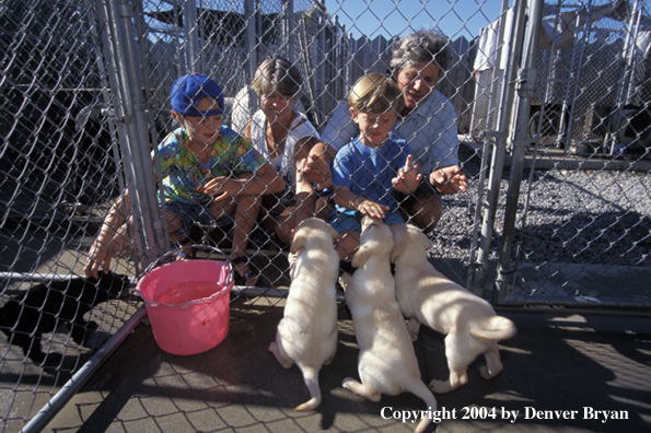 Family with yellow Labrador Retriever puppies