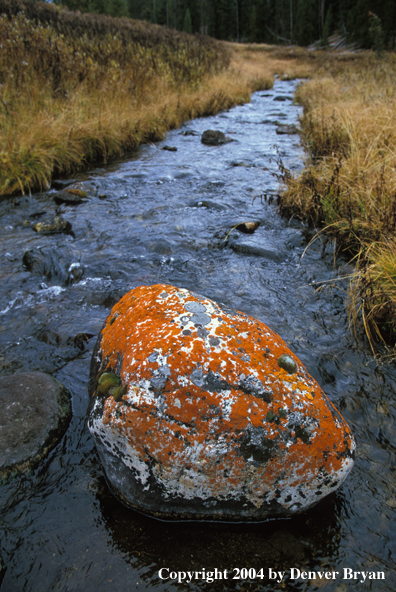 Lichen-covered rock in stream