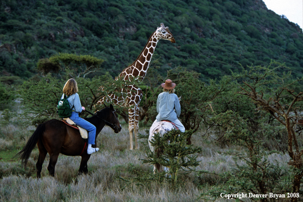 Women Horseback Riders with Giraffe