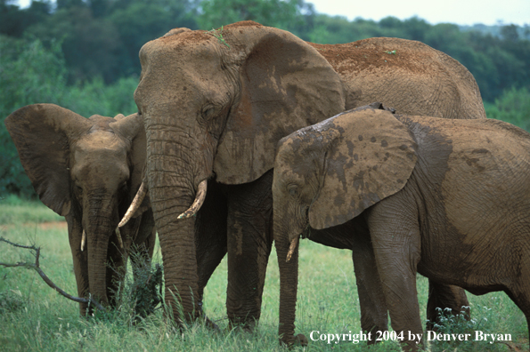 African elephants in habitat.