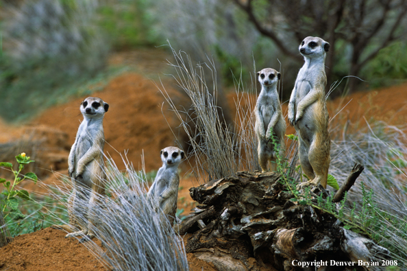 Meerkat family on look-out