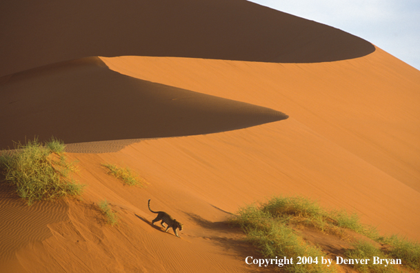 Leopard in desert. Africa