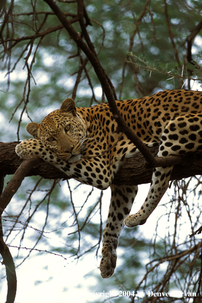 Leopard in tree. Africa