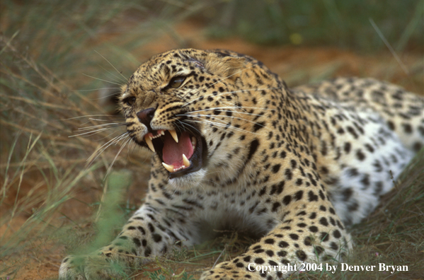 Leopard in habitat. Africa