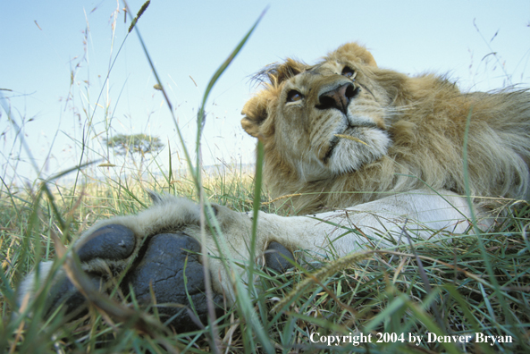 Male African lion in habitat. Africa