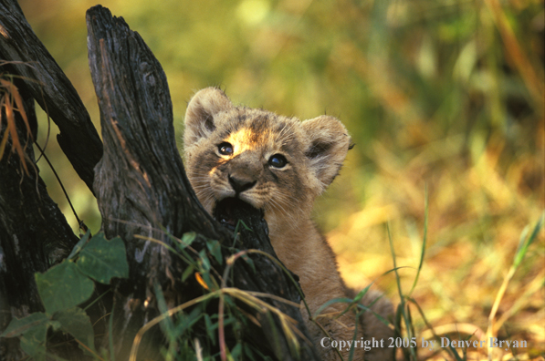 Lion cub in habitat. Africa.