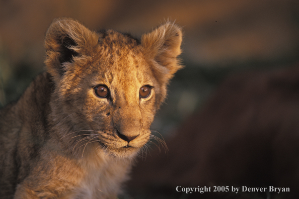 Lion cub in habitat. Africa.