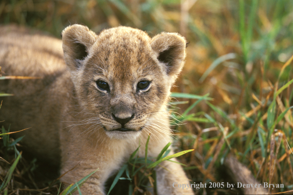 Lion cub in habitat. Africa.