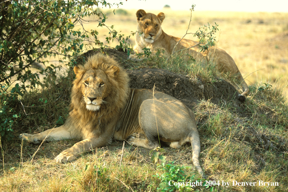 Male and female African lions in habitat. Africa