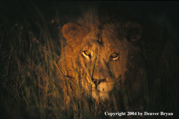 Male African lion in habitat. Africa