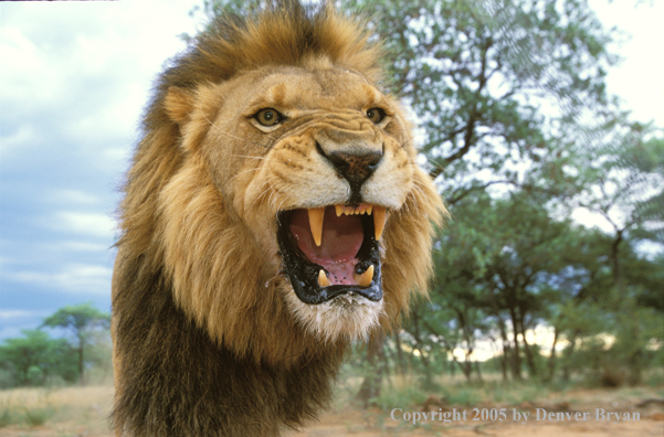 Male African lion in habitat. Africa