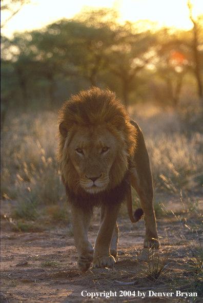 Male African lion in habitat. Africa