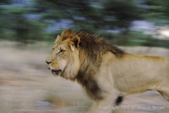 African lion in habitat.