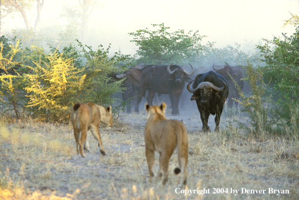 Female African lions hunting cape buffalo.